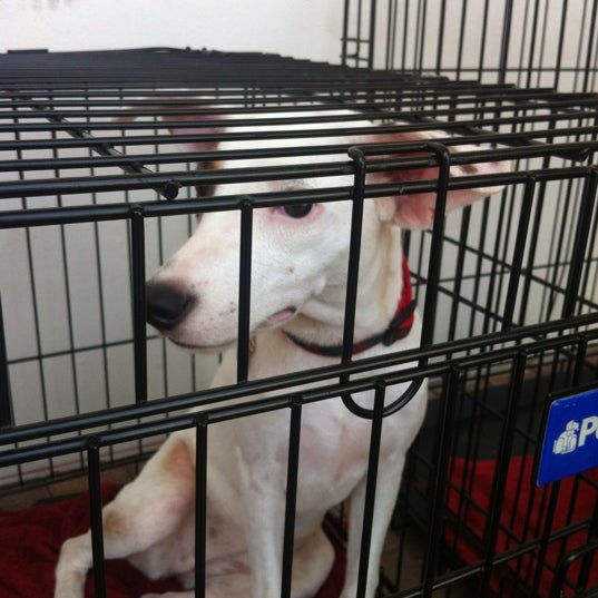 pet supermarket dog crates