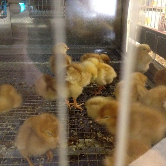 Talmage Farm Agway 3 tips