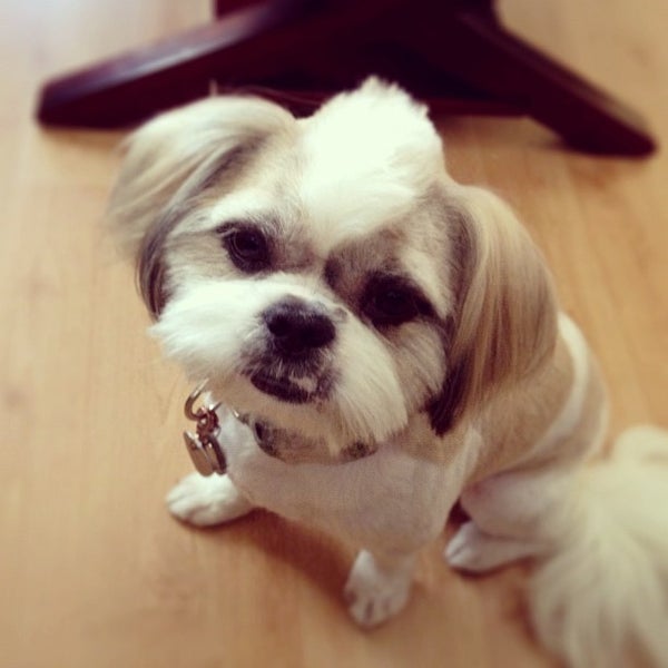 hollywood pets store