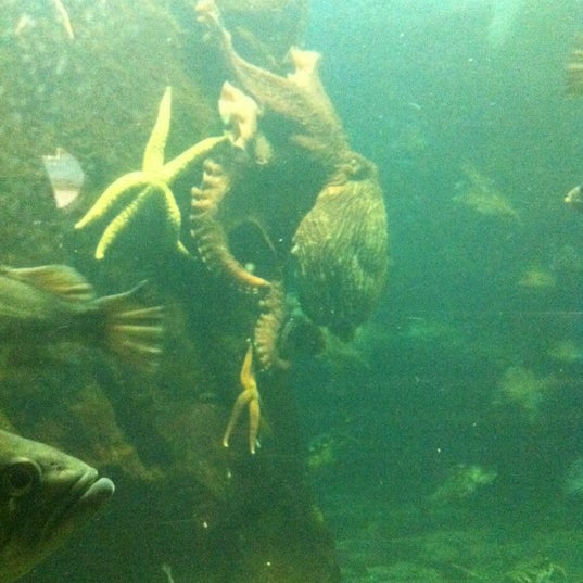 Photo taken at Pacific Undersea Gardens by Sharyn S. on 12/18/2011