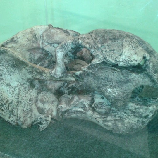 Museu Paleontológico e Arqueológico Walter Ilha Rua Fernando Ferrari