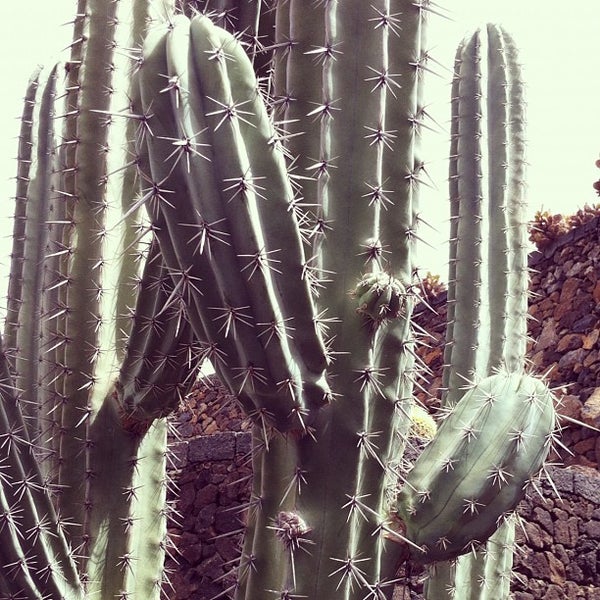 Jardin de Cactus - 37 tips
