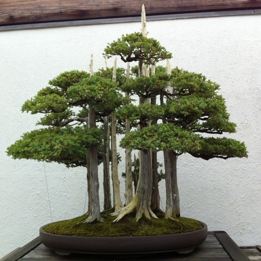 National Bonsai and Penjing Museum National Arboretum Washington, D.C.