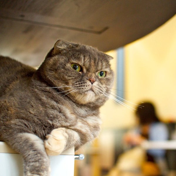 Photos At 猫カフェまるまり 京都市 京都府