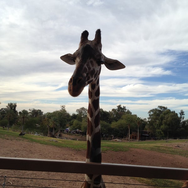 The Giraffe Encounter is awesome!