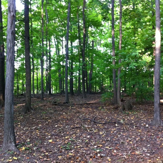 Химкинский лес разрезы почвы. 12 м леса. Ponsse buffalo 8w. 12 м леса. Химкинский лесопарк.