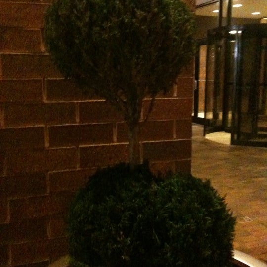 Trimmed Bush