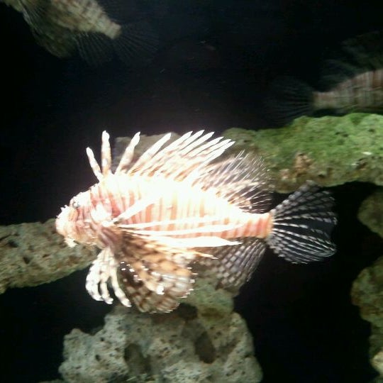 Снимок сделан в Oklahoma Aquarium пользователем Roger W. 3/29/2012