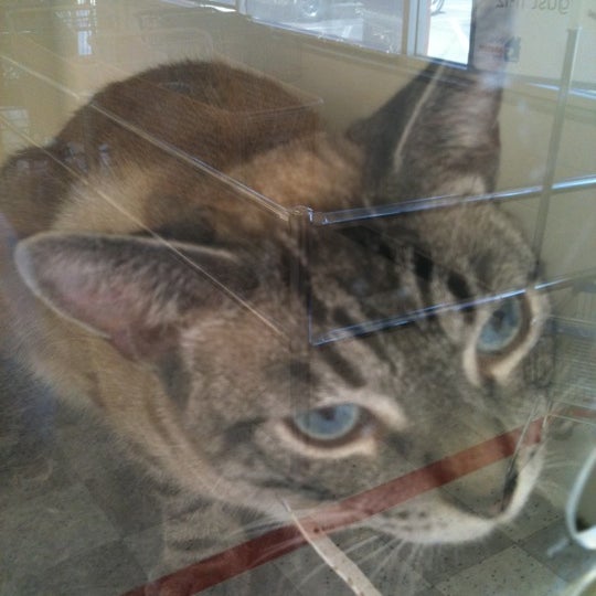 petco greenback