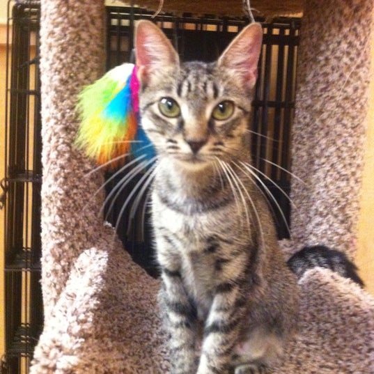 PetSmart Midtown Miami 14 tips de 769 visitantes