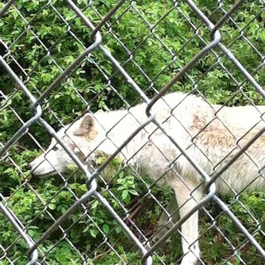 Photo taken at Camp Taylor &amp; Lakota Wolf Preserve by Karen C. on 5/6/2012
