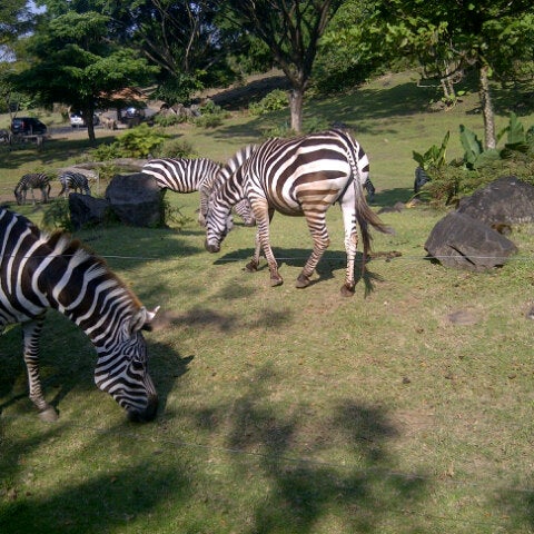Photos At Hewan Langkah