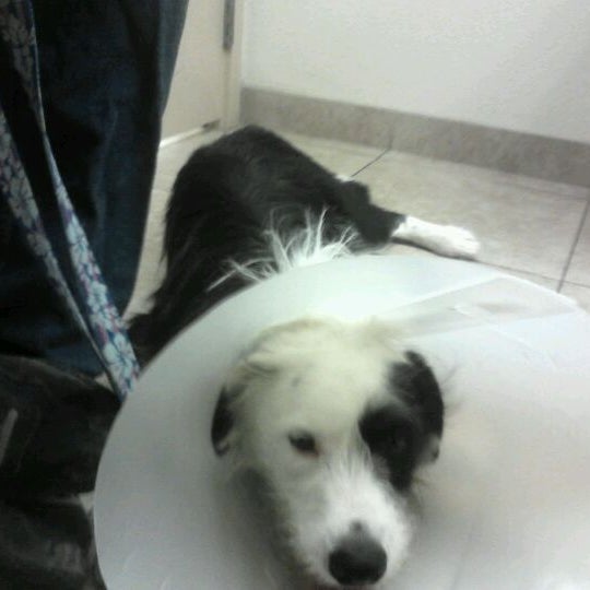 Photo taken at Alta Vista Veterinary Hospital by Nathan S. on 1/28/2012
