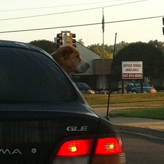 The Barking Lot 1 tip from 96 visitors