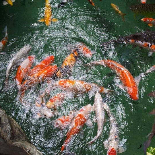 Chew Thean Yeang Aquatic Pet 周天央 Cty 56 Tips
