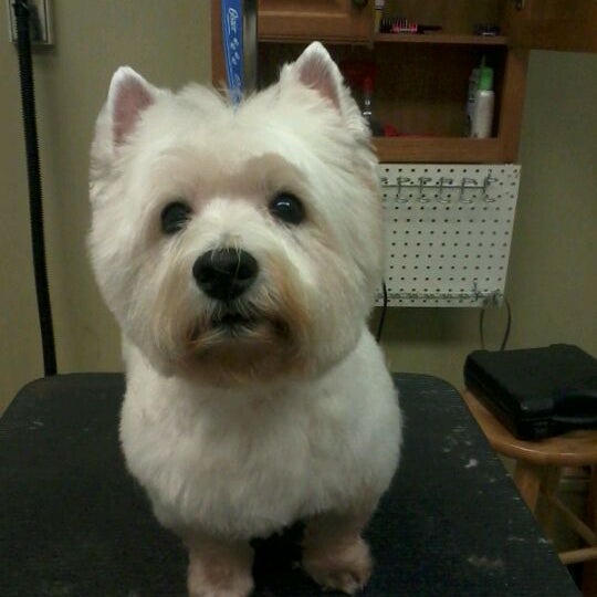 Animal House Pet Hotel & Spa Midtown 4 tips