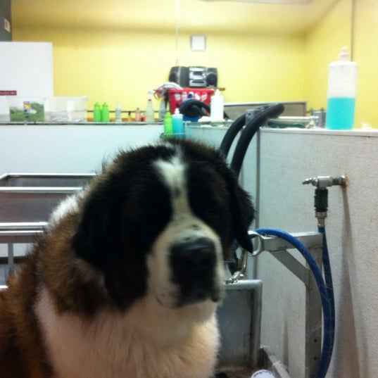 are orange tabby cats always male