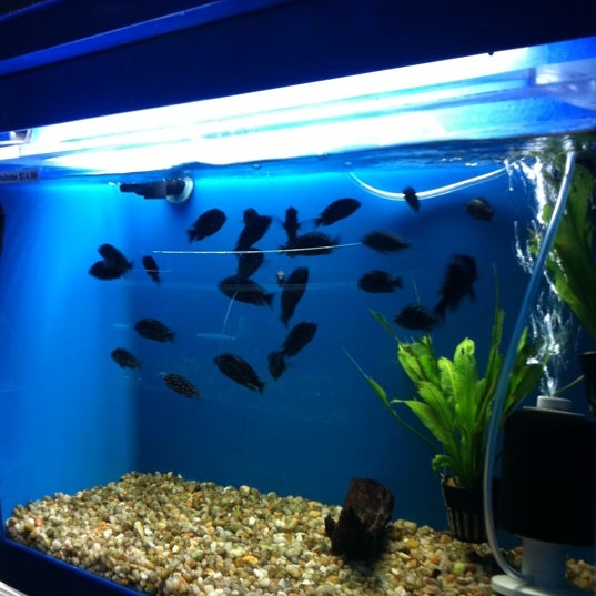 Bob's tropical fish 2025