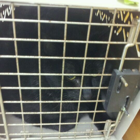 vca winchester animal hospital