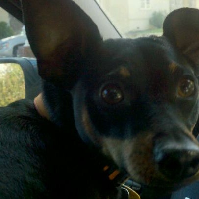 VCA Holly Street Animal Hospital Veterinarian in San Carlos
