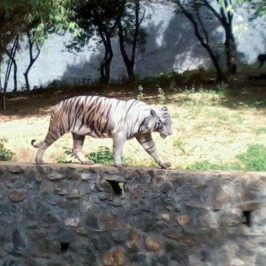 Vandalur zoo - Kānchipuram, Tamil Nadu