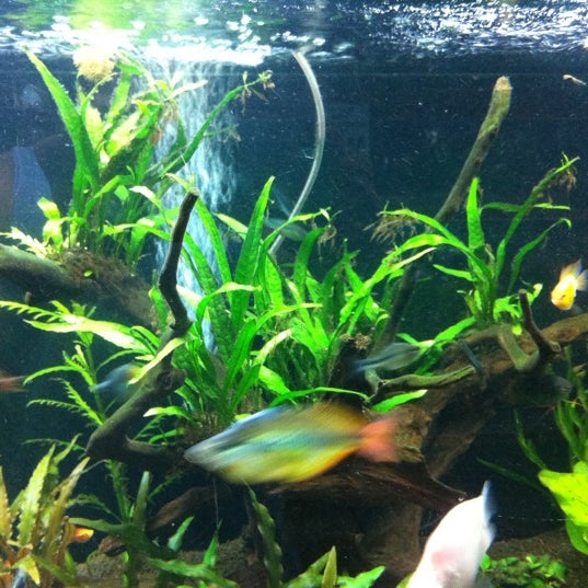 Sea View Aquarium (Now Closed) Pet Store in Sengkang