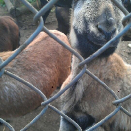 Wildfreigehege Bend Zoo