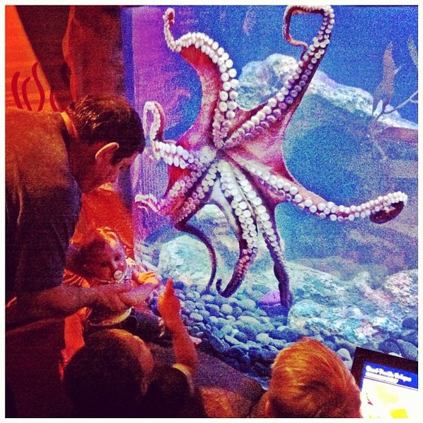 Foto scattata a SEA LIFE Grapevine Aquarium da Odin C. il 5/28/2012