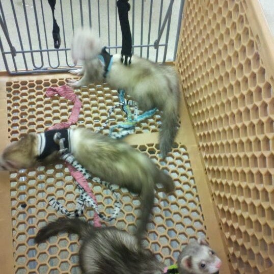 huron petco