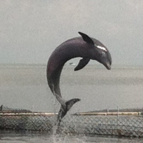 Photo taken at Dolphin Research Center by Bari G. on 8/11/2012