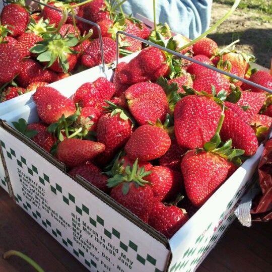 Sweet Berry Farm 15 tips