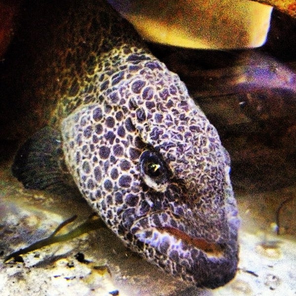 9/4/2012にHeal the BayがSanta Monica Pier Aquariumで撮った写真