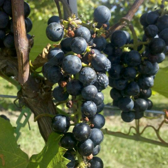 Whispering Oaks Winery >> Photos At Whispering Oaks Winery Black Oak Vineyard Whispering Oaks Winery >> Photos At Whispering Oaks Winery Black Oak Vineyard