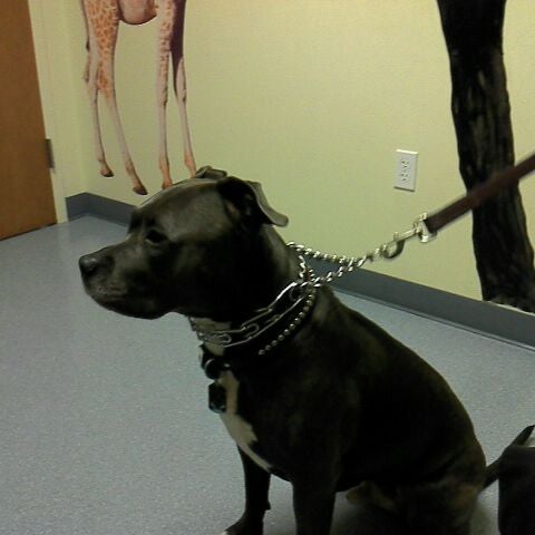 Photo taken at Lien Animal Clinic by Tessa E. on 10/4/2011