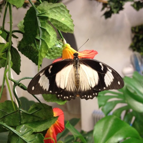 Снимок сделан в Музей живых бабочек «Тропический рай» пользователем Владимир В. 9/5/2012