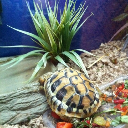 Photos at Chiswick Pets 2 tips