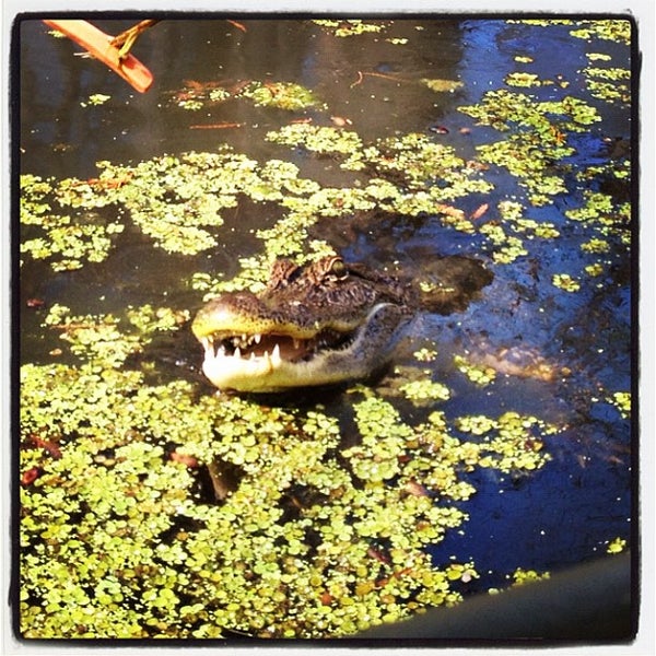 Cajun Encounters Honey Island Swamp Tour Slidell, LA