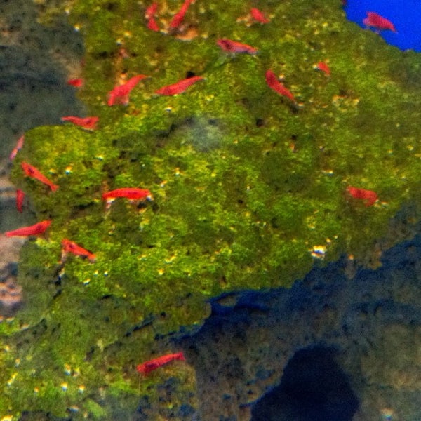 Photos at Kalihi Pet Center Pet Supplies Store in Honolulu