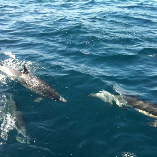 Photo taken at Newport Landing Whale Watching by Neesa R. on 8/2/2012