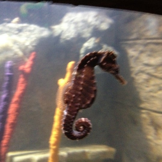 Photo taken at SEA LIFE Grapevine Aquarium by Tricia M. on 7/20/2012