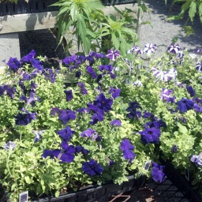 Photos At Vincentown Florist Garden Center Flower Shop In Southampton