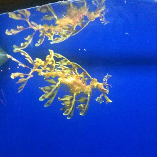 Foto scattata a Underwater World And Dolphin Lagoon da 🚺KaiGa[R]LaLaY💃 Q. il 5/20/2012