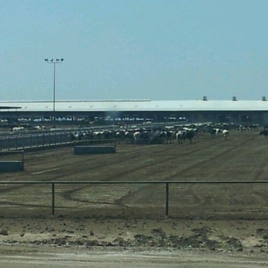 Legacy Farms Dairy Farm in Plainview