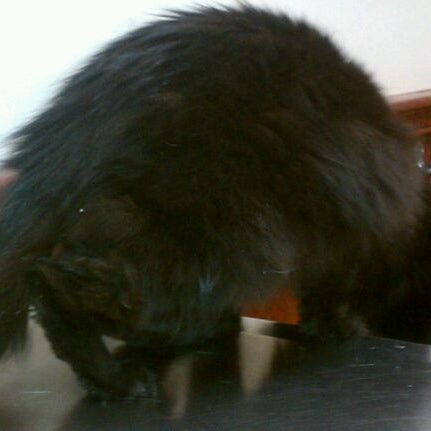 vca old trail animal hospital