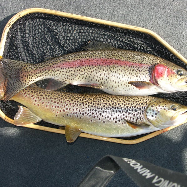 Winter fishing is a well kept secret in Branson. Lake Taneycomo has awesome Winter trout fishing November - March.