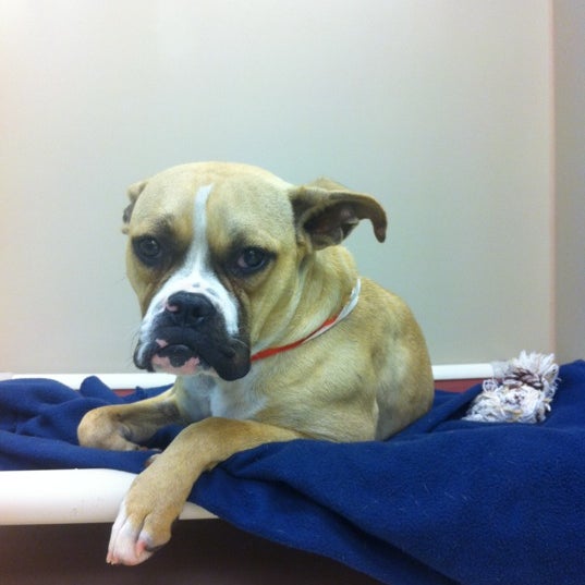 PetSmart Yuma Palms Regional Center 4 tips from 339 visitors