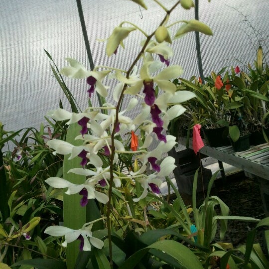 Orchid Trail Morrisville Nc