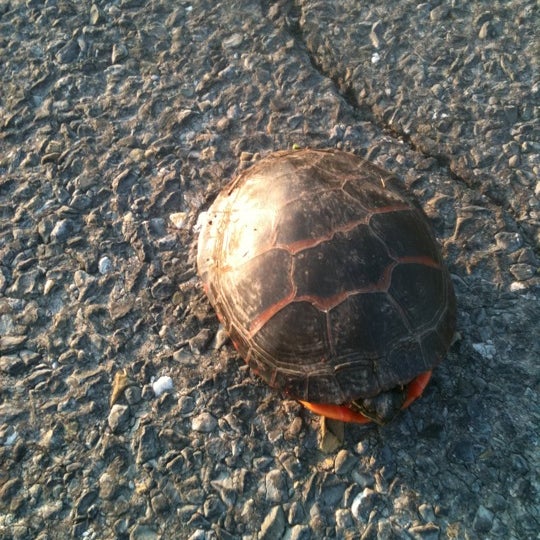Turtles rescue. Turtles rescue
