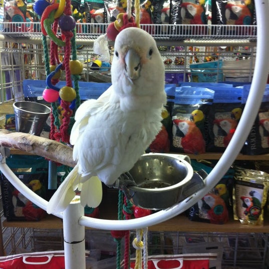 Port Orchard Parrots 6 visitors