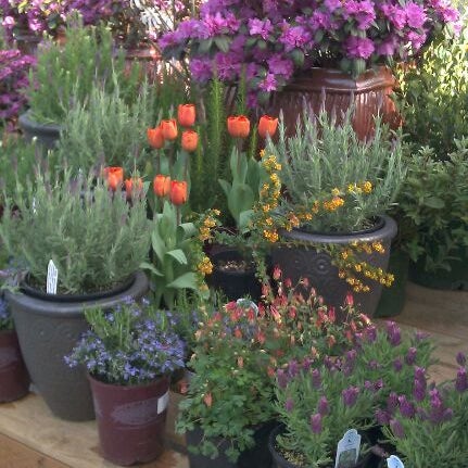 Das Foto wurde bei Portland Nursery von Tanya B. am 4/8/2012 aufgenommen